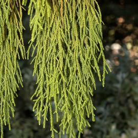 Rimu close-up_2721