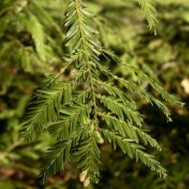 Sequoia close-up