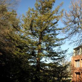 Sequoia sempervirens, Commerce Building East