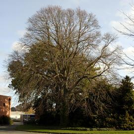 Tilia vulgaris, Dining Hall East 02
