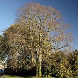 Tilia vulgaris, Dining Hall East 02