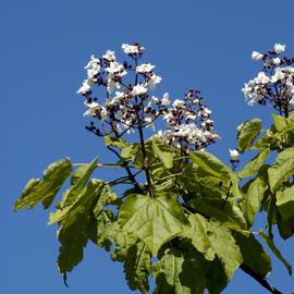 Catalpa, Stewart East 03