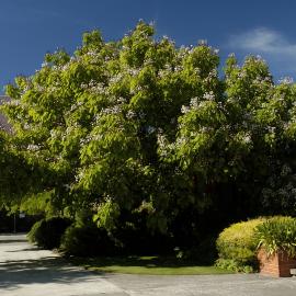 Catalpa, Stewart East 04