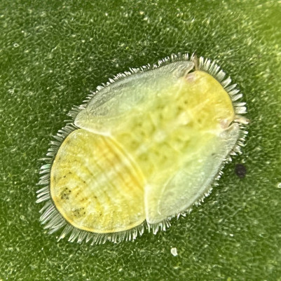14 August 2024
Psyllid peril to potato prosperity: Lincoln University research saves a Canterbury crop crisis