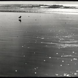Bird on Beach 1970s