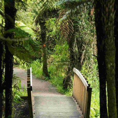 31 October 2024
Lincoln Professor comments on New Zealand's failure to submit plans to UN biodiversity summit