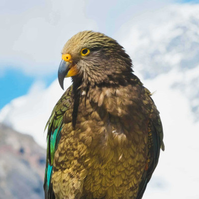 05 November 2024
Utilising technology and community engagement to protect native birds