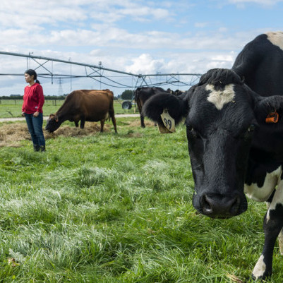 29 November 2024
Most New Zealand dairy farmers put profitability first but some are planting native trees anyway