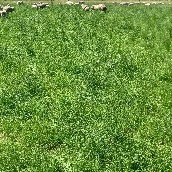 10 December 2024
Whenua Haumanu – RADE (Regenerative Agriculture Dryland Experiment) Field Day