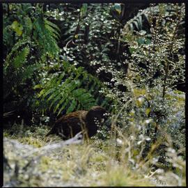 1972 Manapouri pilot study 17