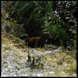 1972 Manapouri pilot study 18