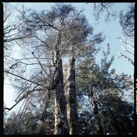 1972 Manapouri pilot study 28
