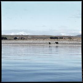 1972 Manapouri pilot study 41