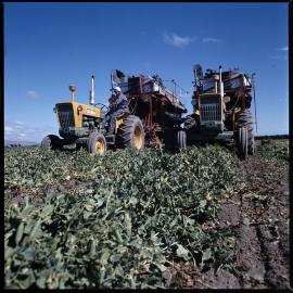 Harvesting peas, 1972 01