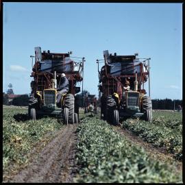 Harvesting peas, 1972 02