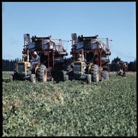 Harvesting peas, 1972 03