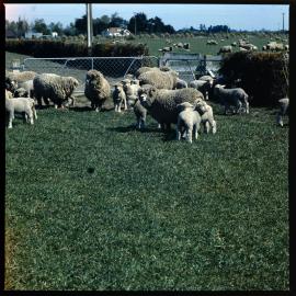 Coopworth sheep ewe with twin lambs at Lincoln College research farm, 1972 03