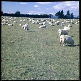 Sheep in pasture with mountains in the background, 1970 01