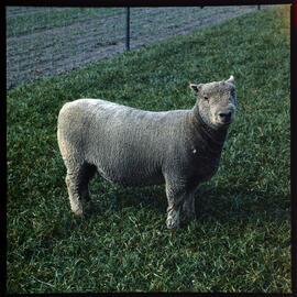 Sheep at Henley Block, 1972 02