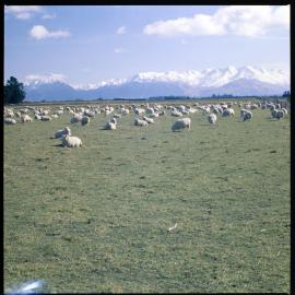 Sheep in pasture with mountains in the background, 1970 02