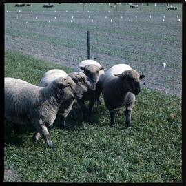 Sheep at Henley Block, 1972 03