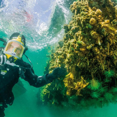 16 April 2025 
Marine Biosecurity