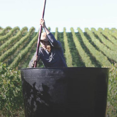 26 May 2025 
Terroir expression in New Zealand Pinot Noir