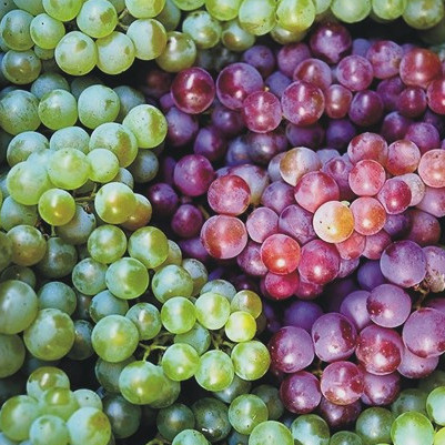16 July 2025
World-first genomic study aims to cut chemical use in wine sector