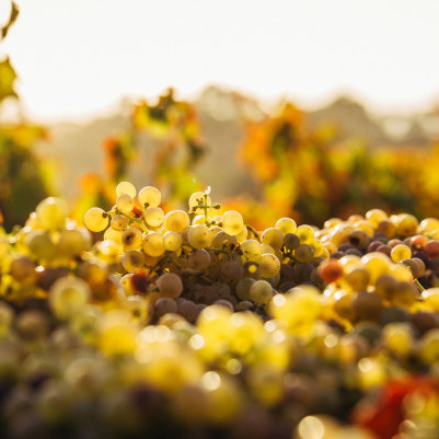 09 September 2025
How will climate change shape the future of wine?