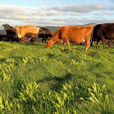 14 October 2025
Reducing nitrate leaching by up to 50%: pathways to low-N dairy systems
