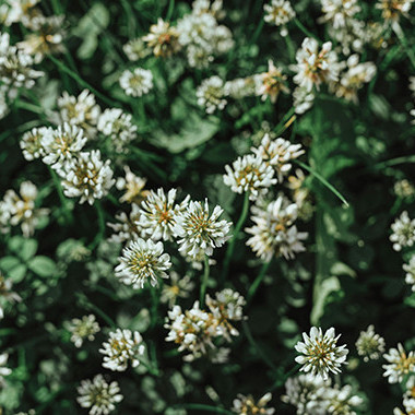 09 July 2025 
The role of genetics in white clover's global takeover