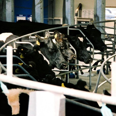 02 October 2025
LUDF adopts tactical variable milking to boost profitability