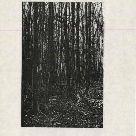 The Brandenburg Coppice, Lincoln College, Revised Edition, September 1988