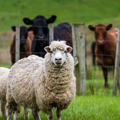 19 August 2025
The Future of Animal Welfare – Science, Standards and Social License