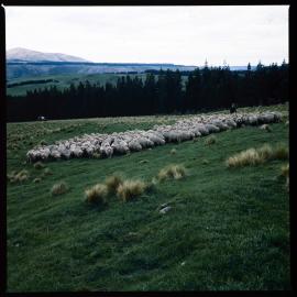 Sheep on Banks Peninsula, 1980 01