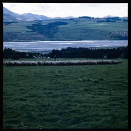 Sheep on Banks Peninsula, 1980 02