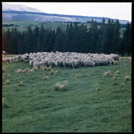 Sheep on Banks Peninsula, 1980 03