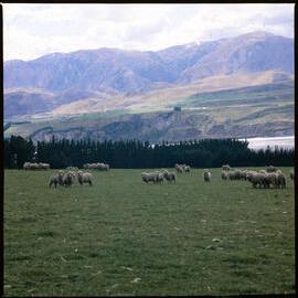 Sheep on Banks Peninsula, 1980 04
