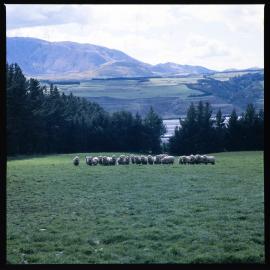 Sheep on Banks Peninsula, 1980 05