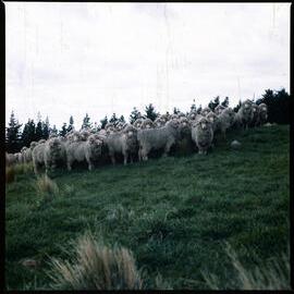 Sheep on Banks Peninsula, 1980 06