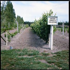 Lincoln College Horticulture Research Area, Lincoln Vinyard, 1976 (1)