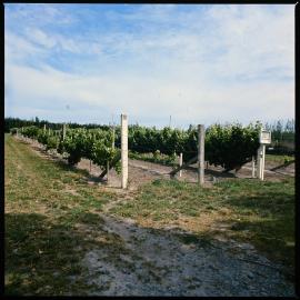 Lincoln College Horticulture Research Area, Lincoln Vinyard, 1976 (2)