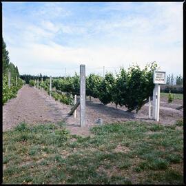 Lincoln College Horticulture Research Area, Lincoln Vinyard, 1976 (3)