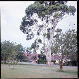 Halls view, Colombo Hall, 1976