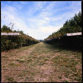Lincoln College Horticulture Research Area, berry plants, 1976 (2)