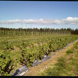 Lincoln College Horticulture Research Area, 1976 (1)