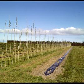 Lincoln College Horticulture Research Area, 1976 (2)