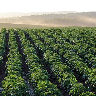 25 February 2025
Harnessing Integrated Pest Management for Sustainable Potato Production