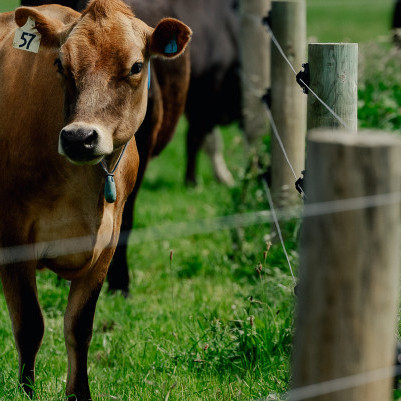 23 March 2025
Integral Health Dairy Farm Open Day