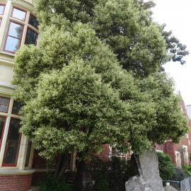 2018 Ivey Hall and Memorial Hall (7)